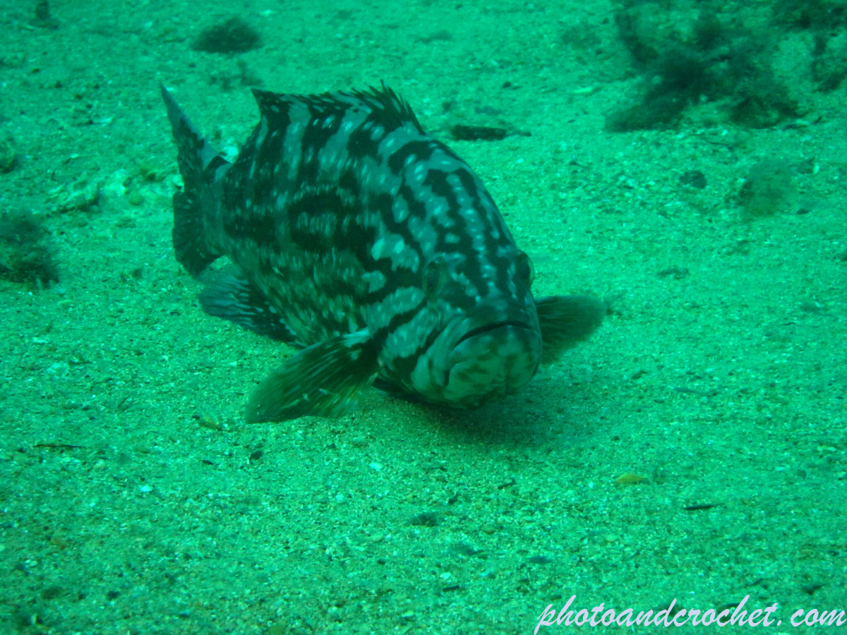 Mottled grouper - Image